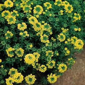 国華園 種 花たね 宿根アリッサム マウンテンゴールド 1袋(25粒) / 花の種 通販 花種 はなたね 多年草 宿根草 グランドカバー