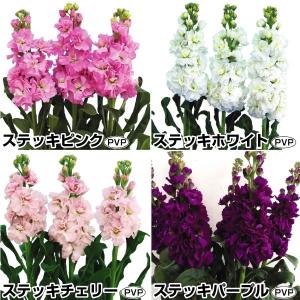 種 種子 花種類 ストック 花 ガーデニング 通販 Yahoo ショッピング