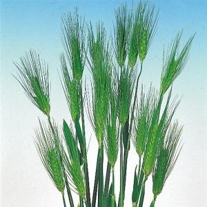 国華園 種 花たね 花麦 寒咲早生麦 1袋(150粒) / 花の種 通販 花種 はなたね ハナムギ オオムギ 大麦