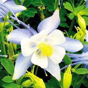 オダマキ 種の商品一覧 通販 Yahoo ショッピング