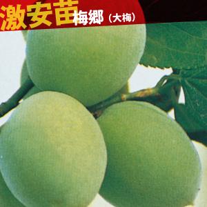 国華園 果樹苗 ウメ 梅郷(大梅) 1株の商品画像