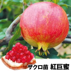 ザクロ苗の商品一覧 通販 Yahoo ショッピング