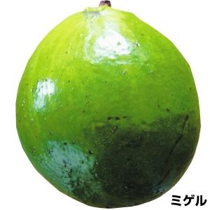 アボカド 苗木の商品一覧 通販 Yahoo ショッピング