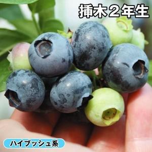 ブルーベリー 苗 【レガシー（ノーザンハイブッシュ系）】 2年生