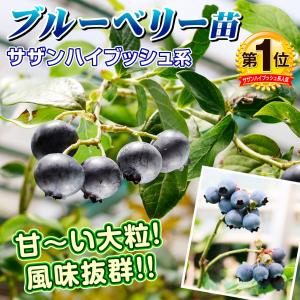 国華園 果樹苗 ブルーベリー サザンハイブッシ...の詳細画像1