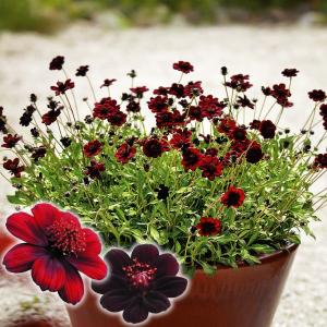 国華園 花苗 チョコレートコスモス チョカモカPVP 2株 / 花の苗 秋桜 芳香性 ちょこ