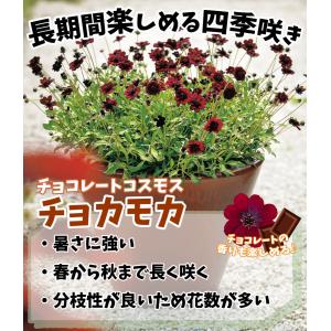 国華園 花苗 チョコレートコスモス チョカモカ...の詳細画像2