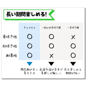 国華園 花苗 チョコレートコスモス チョカモカ...の詳細画像3