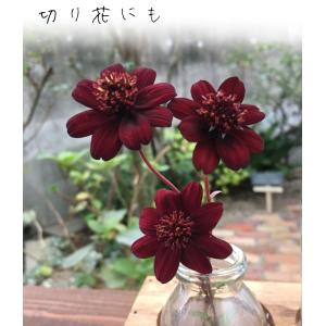国華園 花苗 チョコレートコスモス チョカモカ...の詳細画像4