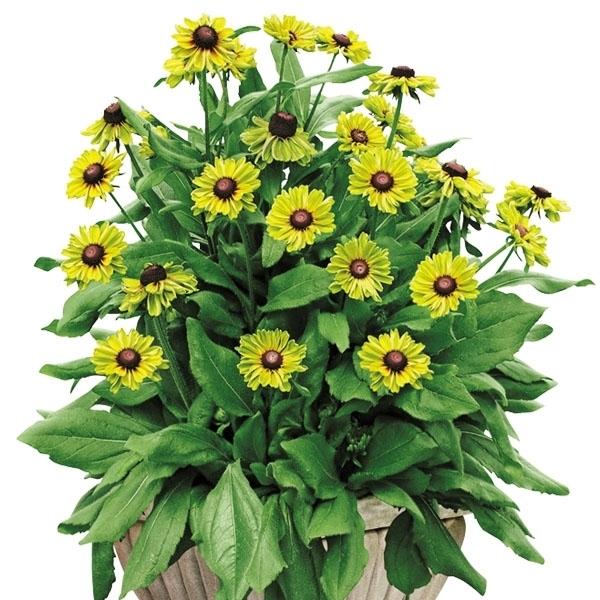 花苗 ルドベキア アーバンサファリ フォレストグリーンPVP 1株 / 花の苗 PW ペレニアル