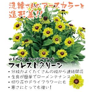 国華園 花苗 ルドベキア アーバンサファリ フ...の詳細画像1