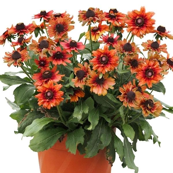 花苗 ルドベキア アーバンサファリ キャニオンレッドPVP 1株 / 花の苗 PW ペレニアル