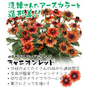 国華園 花苗 ルドベキア アーバンサファリ キ...の詳細画像1