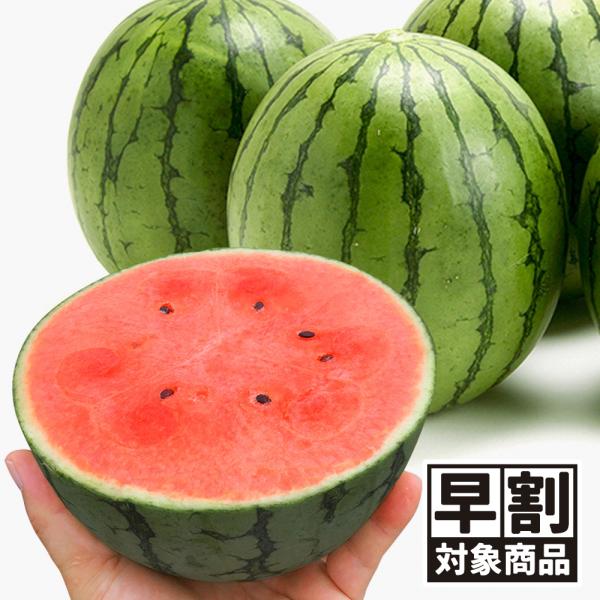 （早期予約販売たね）種 野菜たね 小玉スイカ F1ピノ・ガールR 1袋（7粒）マイクロシード 西瓜 ...