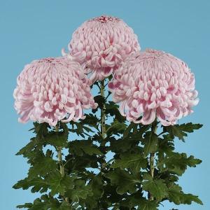 菊苗 大菊 厚物 国華香風 1芽