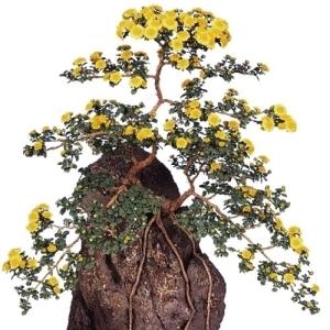 国華園 菊苗 小菊 盆栽菊 黄虎 1株 菊の苗 キク 切花