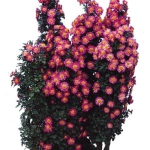 国華園 菊苗 小菊 盆栽菊 神代の桜 1株 菊の苗 キク 切花