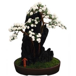 国華園 菊苗 小菊 盆栽菊 野知の白峰 1株 菊の苗 キク 切花