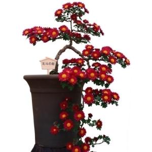 国華園 菊苗 小菊 盆栽菊 北斗の街 1株 菊の苗 キク 切花