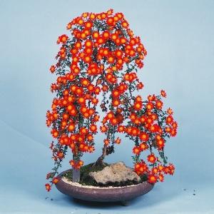 国華園 菊苗 小菊 盆栽菊 辻の柳 1株 菊の苗 キク 切花