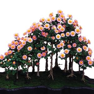 国華園 菊苗 小菊 盆栽菊 小町桜 1株 菊の苗 キク 切花
