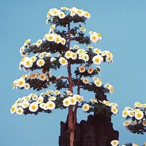 国華園 菊苗 小菊 盆栽菊 竜白 1株 菊の苗 キク 切花