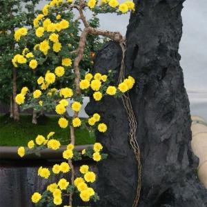国華園 菊苗 小菊 盆栽菊 みかど 1株 菊の苗 キク 切花