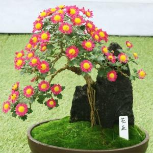 国華園 菊苗 小菊 盆栽菊 花王 1株 菊の苗 キク 切花