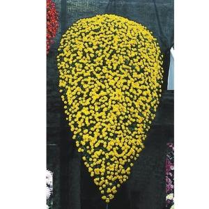 国華園 菊苗 小菊 懸崖菊 阪神の輝 1株 菊の苗 キク 切花