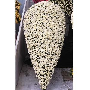 国華園 菊苗 小菊 懸崖菊 笹の雪 1株 菊の苗 キク 切花