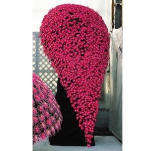 国華園 菊苗 小菊 懸崖菊 藤岡の紫苑 1株 菊の苗 キク 切花