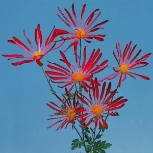 ケース花苗 トルコキキョウ 紫系ミックス (無選別) 24株（1ケース