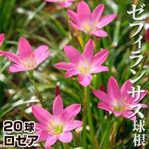 ゼフィランサス 球根 ロゼア 20球 ゼフィランサスの球根 春植え球根