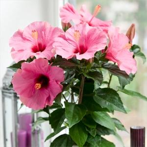鉢植え ハイビスカス レッドフラミンゴ : 日本花卉ガーデンセンター