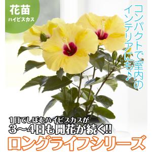 国華園 花苗 ハイビスカス アドニスイエローP...の詳細画像1
