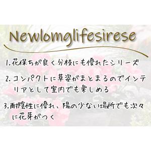 国華園 花苗 ハイビスカス アドニスイエローP...の詳細画像4