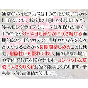国華園 花苗 ハイビスカス アドニスイエローP...の詳細画像5