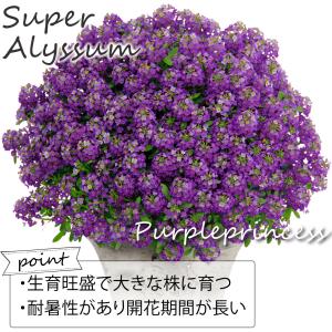 花苗 スーパーアリッサム パープルプリンセスP...の詳細画像1
