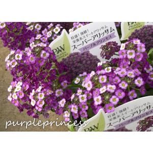 花苗 スーパーアリッサム パープルプリンセスP...の詳細画像3