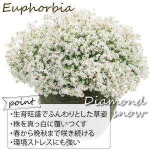 国華園 花苗 ユーフォルビア ダイアモンドスノ...の詳細画像2