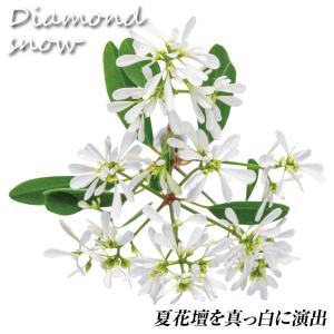 国華園 花苗 ユーフォルビア ダイアモンドスノ...の詳細画像4