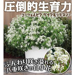 国華園 花苗 ユーフォルビア ダイアモンドスノ...の詳細画像1