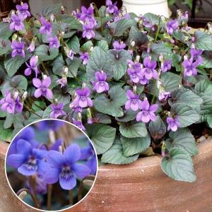 スミレ 苗の商品一覧 通販 Yahoo ショッピング