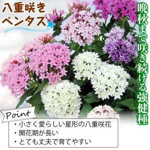 国華園 花苗 八重咲ペンタス ライカシリーズお...の詳細画像1