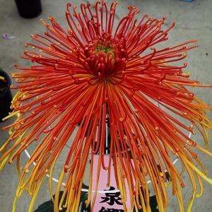 菊 キク 苗 大菊 泉郷草矢(P) 1芽 管物｜kokkaen