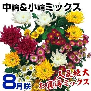 菊苗 秋菊中輪＆小輪ミックス(花色見計らい・名称なし)20株 : 花と緑