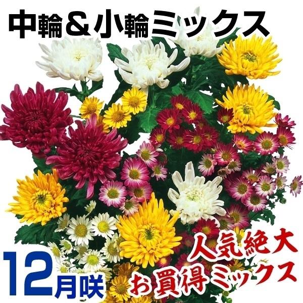 菊 キク 苗 12月咲中輪＆小輪ミックス(花色見計らい・名称なし) 30株