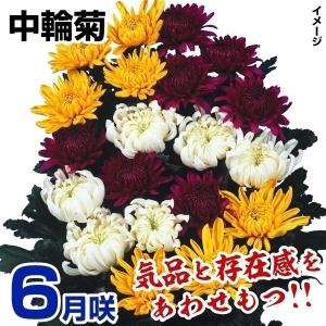 花苗 クリスマスローズ ウィンターシンフォニー スィングシリーズ（小