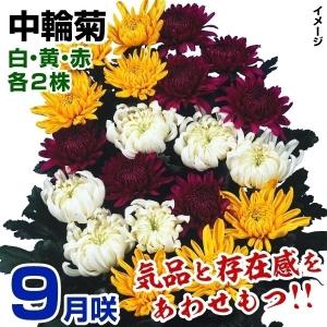 クリスマスローズ開花株 キラメキ寄りのDDグロッシー☆赤蕊ディープ
