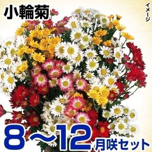 菊苗 8〜12月まで楽しむ小輪菊セット 15種30株(各2株)